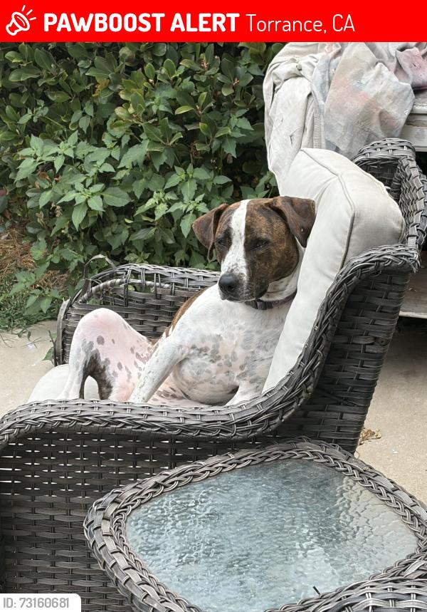 Lost Female Dog last seen Arlington / Sepulveda, Torrance, CA 90505