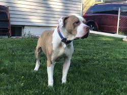 Reunited Male Dog last seen Harrison Ave near the Mulfords Wildwood homes, Rockford, IL 61108