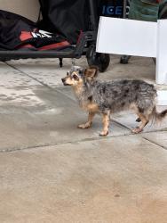 Reunited Female Dog last seen Villeta Ave, Las Cruces, NM 88012, USA, Las Cruces, NM 88012