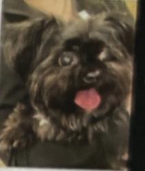 Lost Female Dog last seen Orange Maryland galtier, Saint Paul, MN 55117