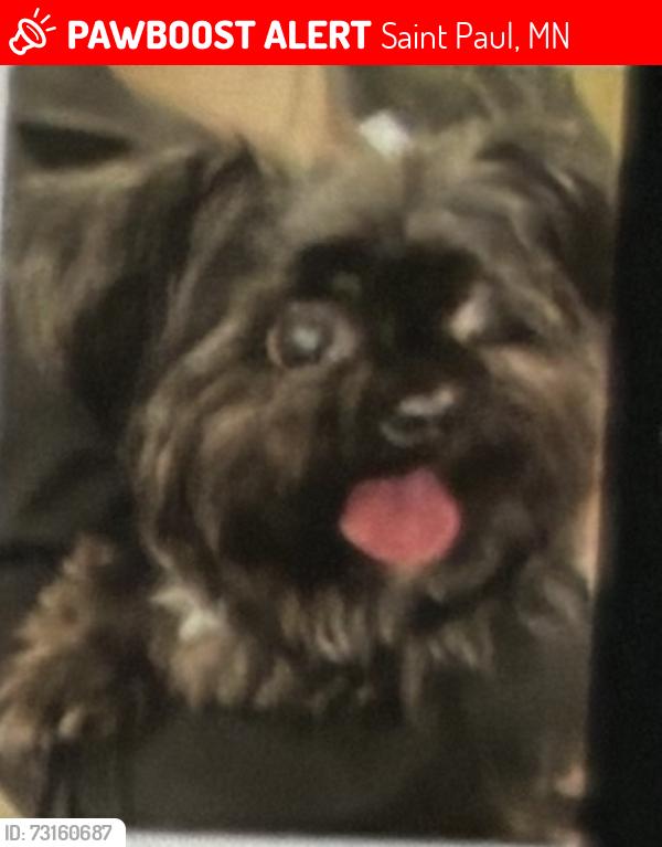 Lost Female Dog last seen Orange Maryland galtier, Saint Paul, MN 55117