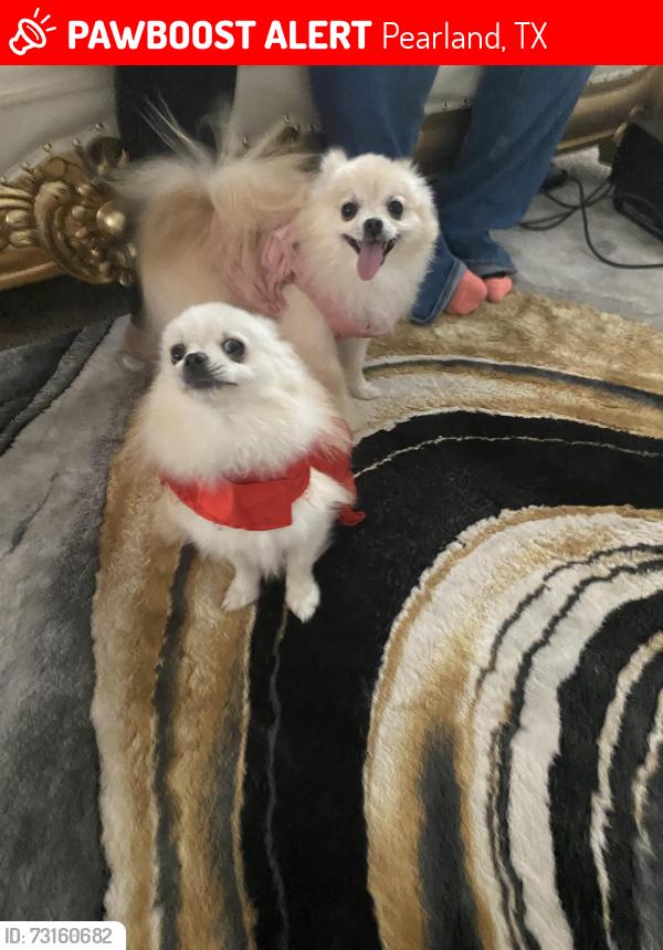 Lost Female Dog last seen Near Centerbrook Lane, Pearland, TX 77584