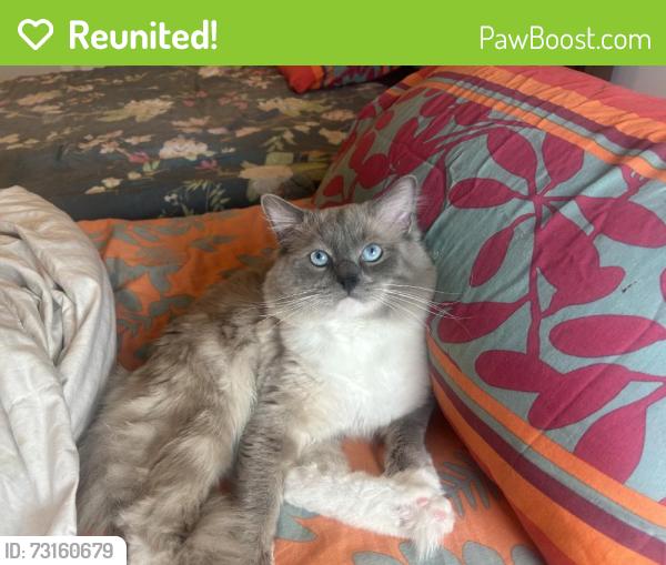 Reunited Male Cat last seen Near Yellowwood Ct, Woodruff, SC 29388, USA, Woodruff, SC 29388