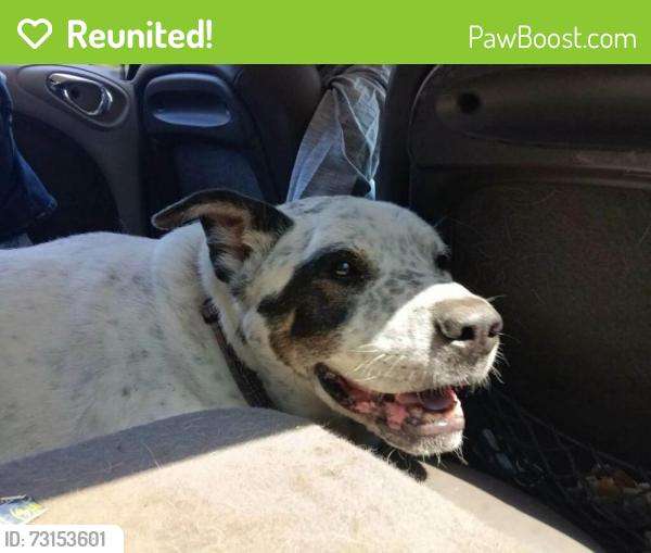 Reunited Male Dog last seen 128th PL and 234th St, Kent, WA 98031