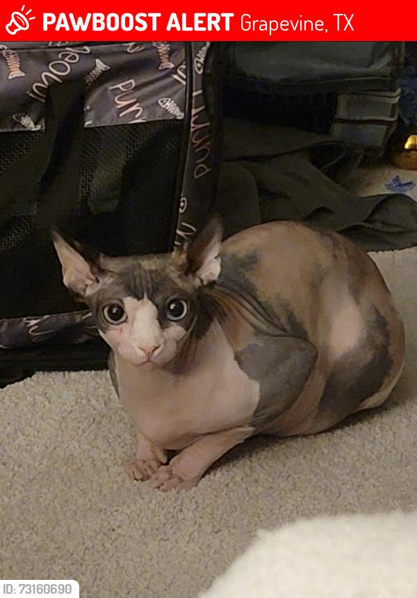 Lost Female Cat last seen Hall Johnson and Parr, Grapevine, TX 76051