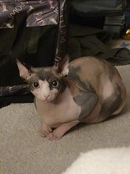 Lost Female Cat last seen Hall Johnson and Parr, Grapevine, TX 76051