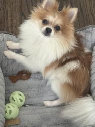 Lost Female Dog last seen Kilbourn Ave, Chicago, IL 60629
