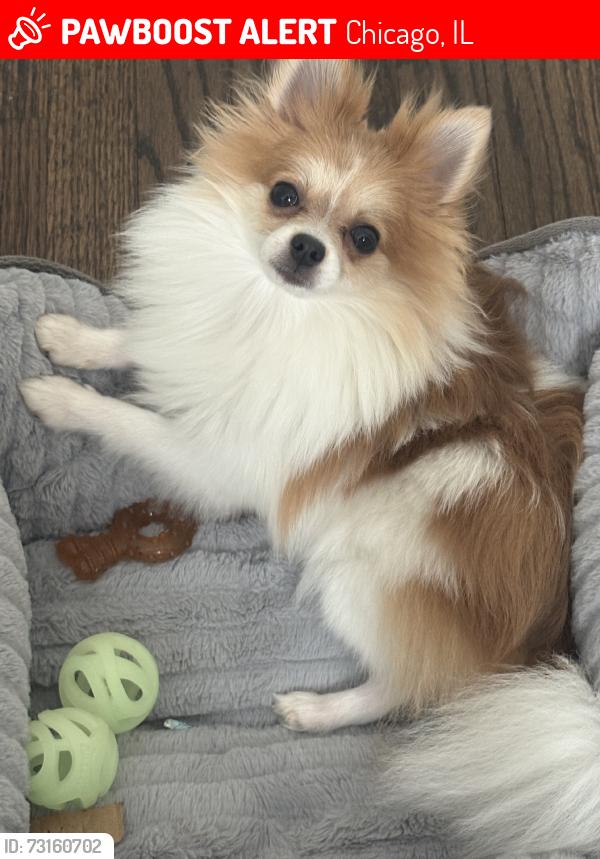 Lost Female Dog last seen Kilbourn Ave, Chicago, IL 60629