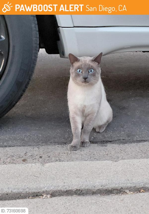 Found/Stray Unknown Cat last seen PICCARD, San Diego, CA 92154