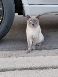 Found/Stray Unknown Cat last seen PICCARD, San Diego, CA 92154