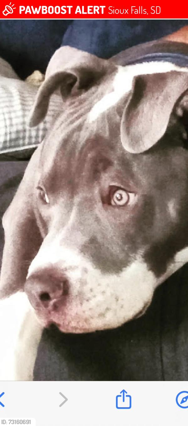 Lost Male Dog last seen Madison and lincoln, Sioux Falls, SD 57104
