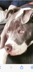Lost Male Dog last seen Madison and lincoln, Sioux Falls, SD 57104