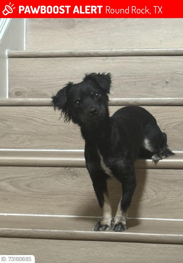 Lost Female Dog last seen Near Warner Ranch Dr, Round Rock, TX 78664
