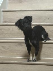 Lost Female Dog last seen Near Warner Ranch Dr, Round Rock, TX 78664
