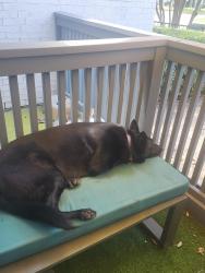 Reunited Female Dog last seen Near Gardner Rd, Hudson Oaks TX, Hudson Oaks, TX 76087