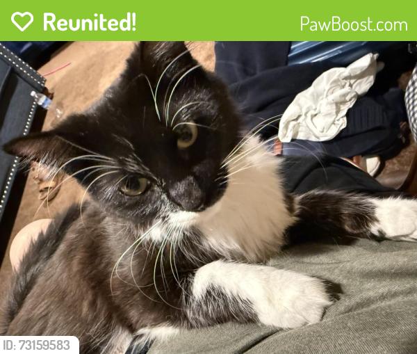 Reunited Female Cat last seen Barrack Hill, Ridgefield, CT 06877