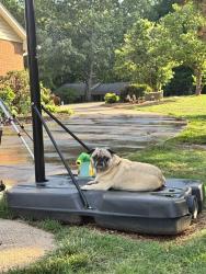 Lost Male Dog last seen Falcon drive in fairway acres Newton, Newton, NC 28658