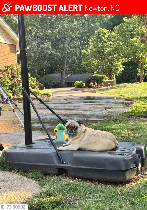 Lost Male Dog last seen Falcon drive in fairway acres Newton, Newton, NC 28658