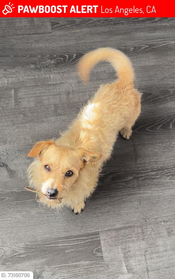 Lost Male Dog last seen He went into the alley of this street., Los Angeles, CA 90001
