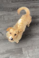 Lost Male Dog last seen He went into the alley of this street., Los Angeles, CA 90001