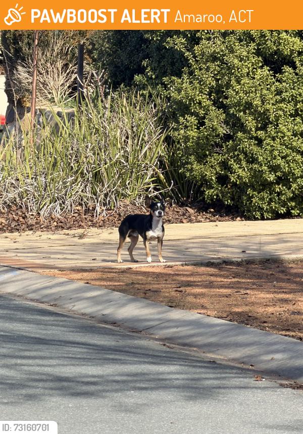 Found/Stray Unknown Dog last seen Near Tarrabool St, Amaroo, Amaroo, ACT 2914