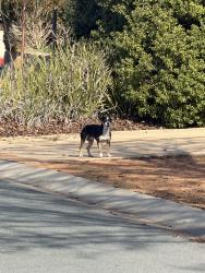 Found/Stray Unknown Dog last seen Near Tarrabool St, Amaroo, Amaroo, ACT 2914