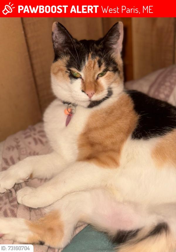 Lost Female Cat last seen Tuelltown rd, West Paris, ME 04289