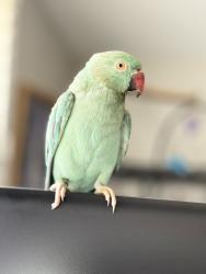 Found/Stray Unknown Bird last seen Huntington Beach, Newport Beach, CA 92625
