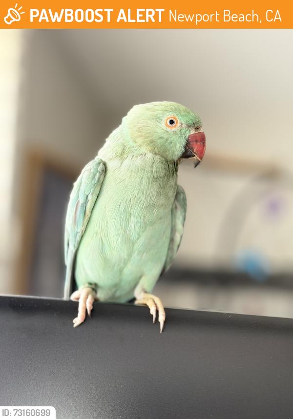 Found/Stray Unknown Bird last seen Huntington Beach, Newport Beach, CA 92625