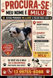 Lost Male Dog last seen Rua Maurício da Encarnação Pontes, 166, Princesa, SP 11711-100