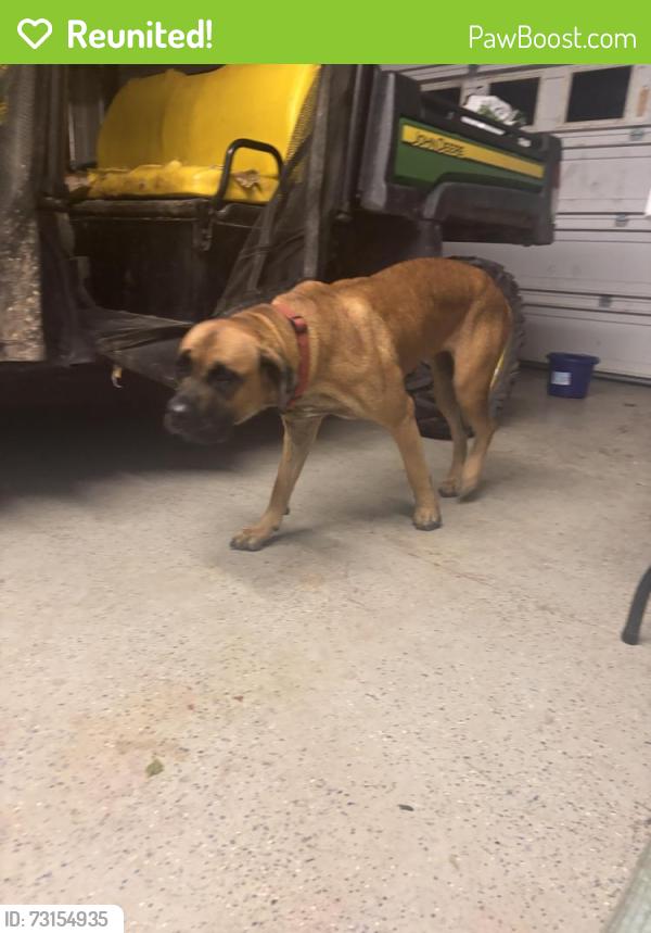 Reunited Female Dog last seen High Rock Rd, Efland, NC 27243