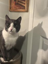 Reunited Male Cat last seen Last known area was w 77th st in westchester, Los Angeles, CA 90045