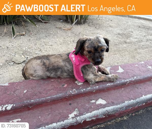 Found/Stray Female Dog last seen Del Taco parking lot on Sunset in Silverlake, Los Angeles, CA 90026