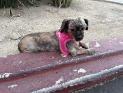 Found/Stray Female Dog last seen Del Taco parking lot on Sunset in Silverlake, Los Angeles, CA 90026