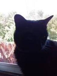 Lost Female Cat last seen Near River Road, Jordan NY, Jordan, NY 13080