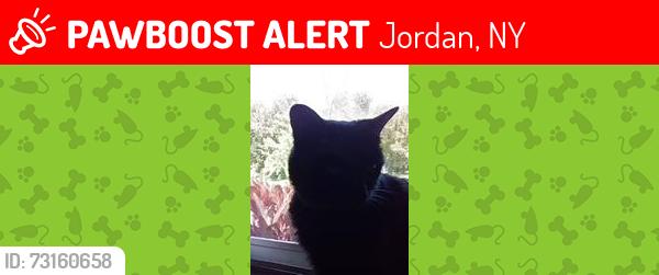 Lost Female Cat last seen Near River Road, Jordan NY, Jordan, NY 13080