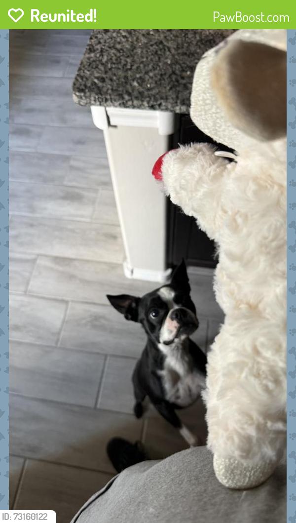Reunited Female Dog last seen Kestrel Dr NE, Rio Rancho, NM 87144, USA, Rio Rancho, NM 87144