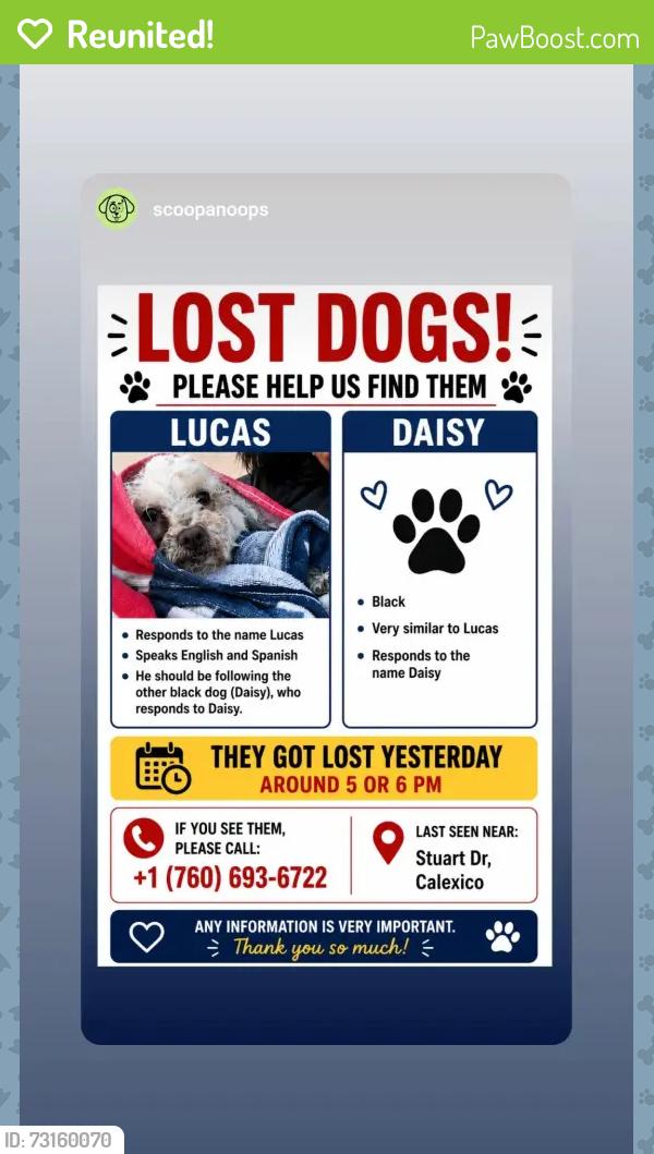 Reunited Male Dog last seen Stuart Dr, Calexico, CA 92231, USA, Calexico, CA 92231