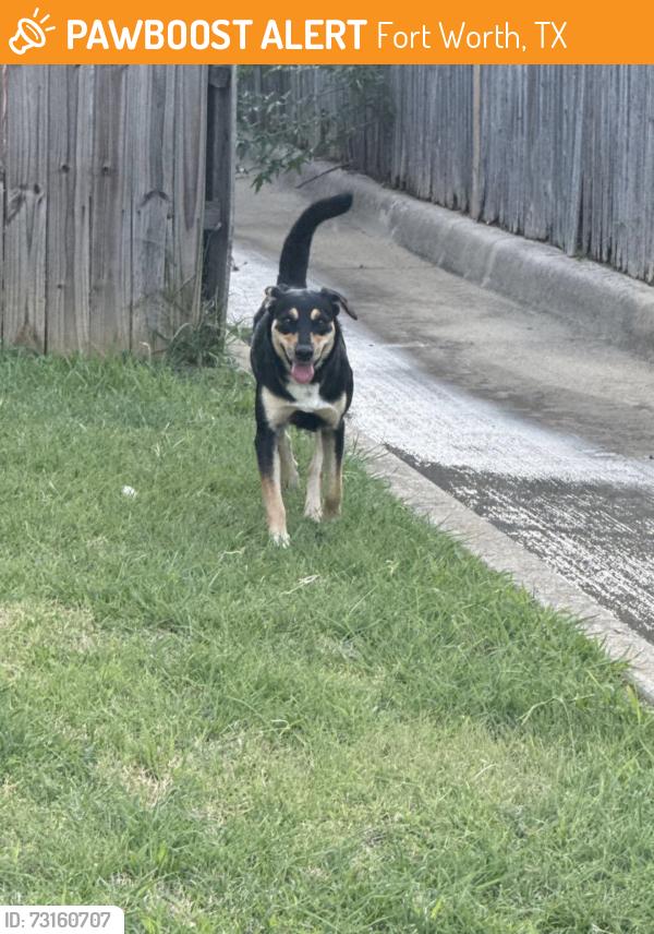 Found/Stray Female Dog last seen Chase bank, Fort Worth, TX 76112