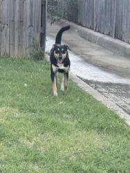 Found/Stray Female Dog last seen Chase bank, Fort Worth, TX 76112