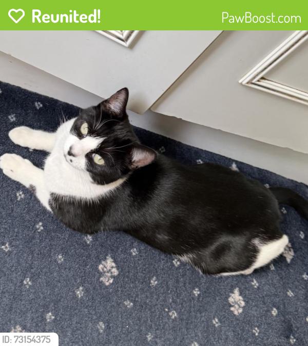 Reunited Female Cat last seen Mount Road, Greater Manchester, England 