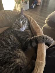 Lost Female Cat last seen Coldstream Creek Road, Coldstream, BC 