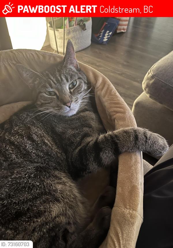 Lost Female Cat last seen Coldstream Creek Road, Coldstream, BC 