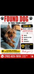 Reunited Male Dog last seen Nellis/Cheyanne, Sunrise Manor, NV 89115