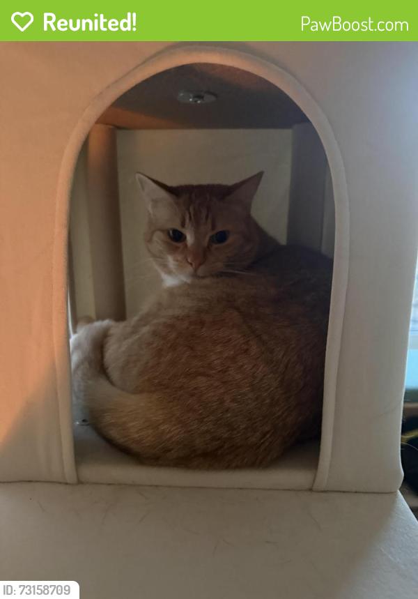 Reunited Female Cat last seen Near Hillside Rd, Boulder, CO 80302