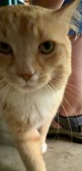 Reunited Male Cat last seen Fletcher Elementary, Fletcher, NC 28732
