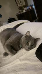 Reunited Male Cat last seen Westgreen Park, Westgreen Park, TX 77450