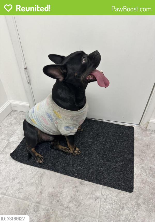 Reunited Male Dog last seen Anaheim Blvd & Wilhelmenia, Anaheim, CA 92805