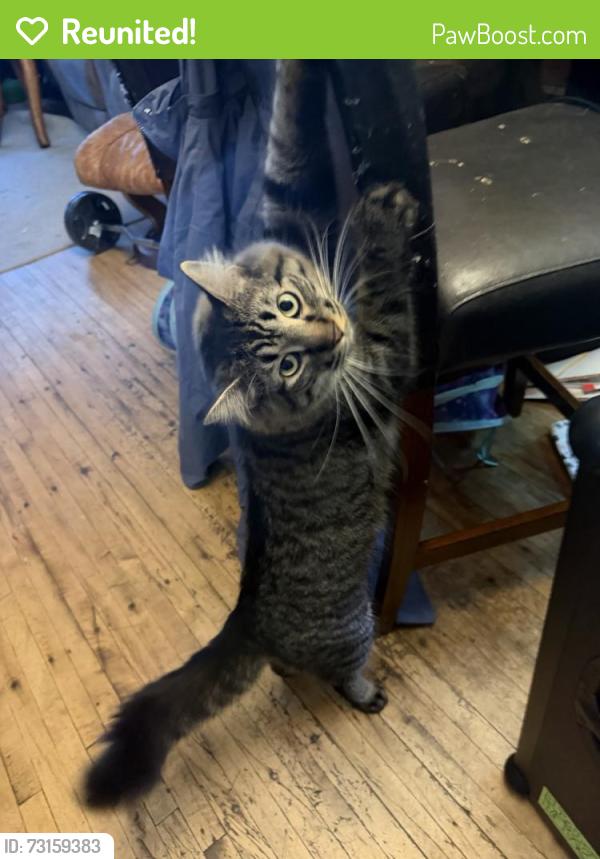 Reunited Male Cat last seen Minnehaha Ave & McKnight Rd, 5-8 Tavern, Maplewood, MN 55119