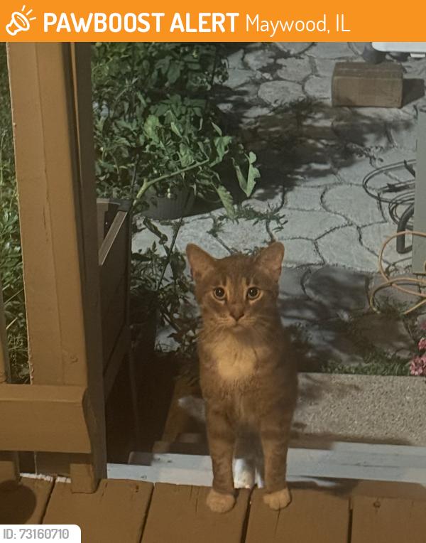 Found/Stray Unknown Cat last seen 16th Avenue and Saint Charles, Maywood, IL 60153